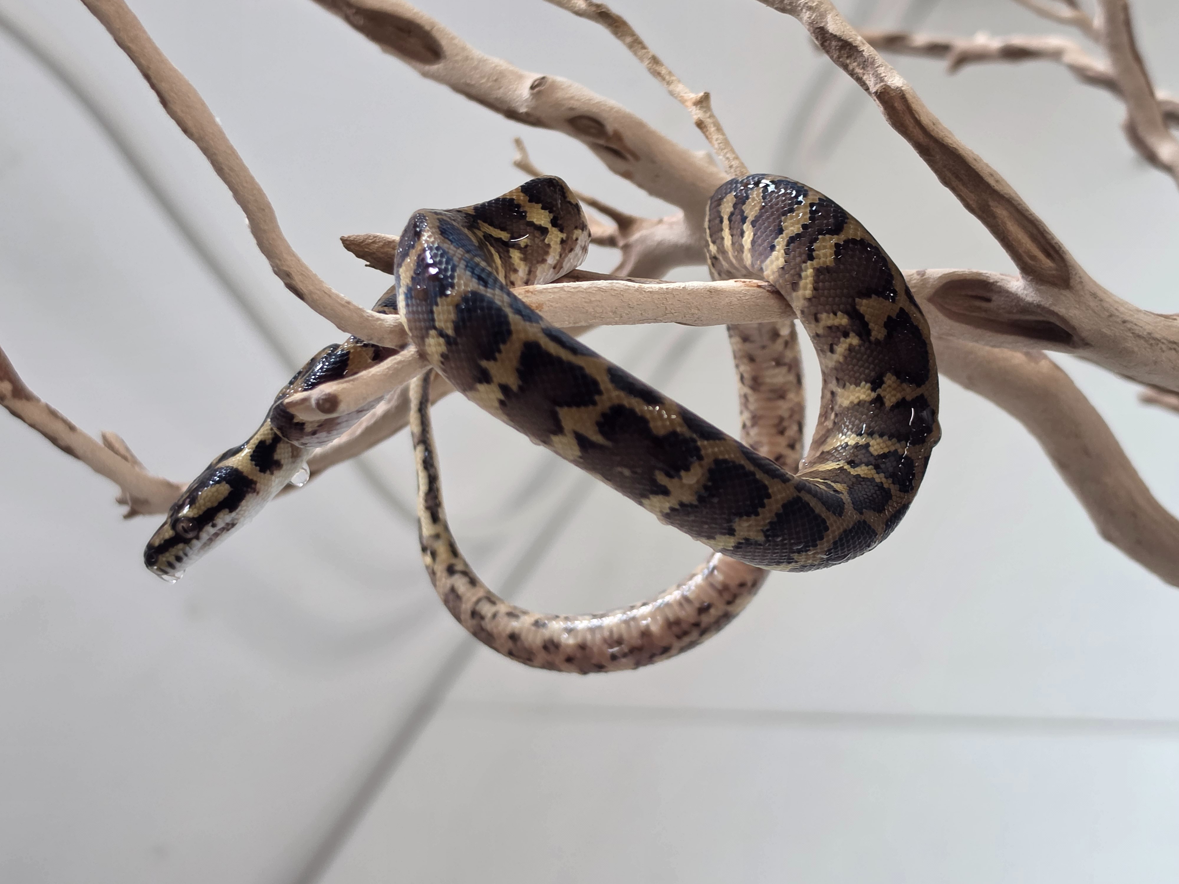 animal image
