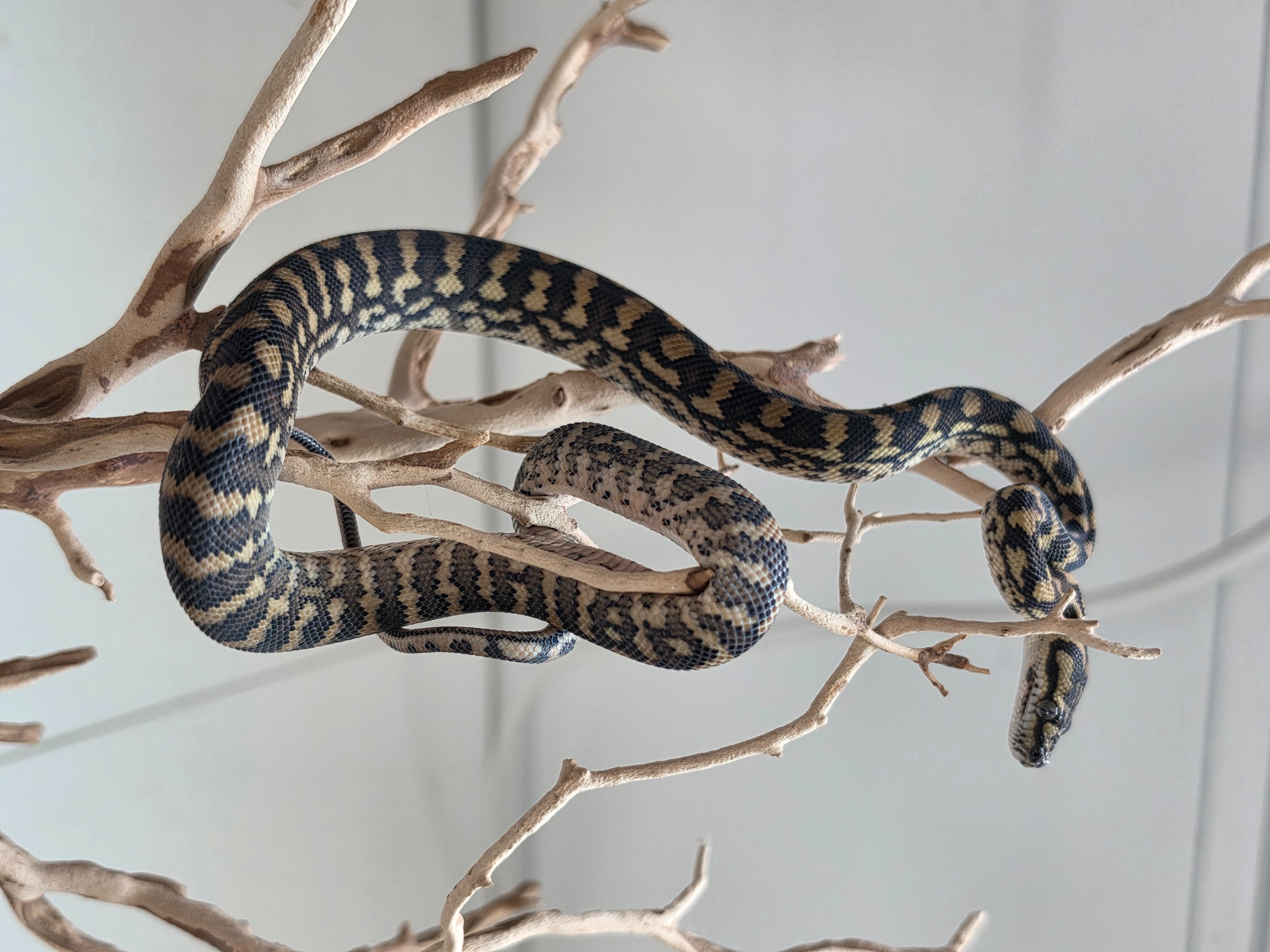 animal image