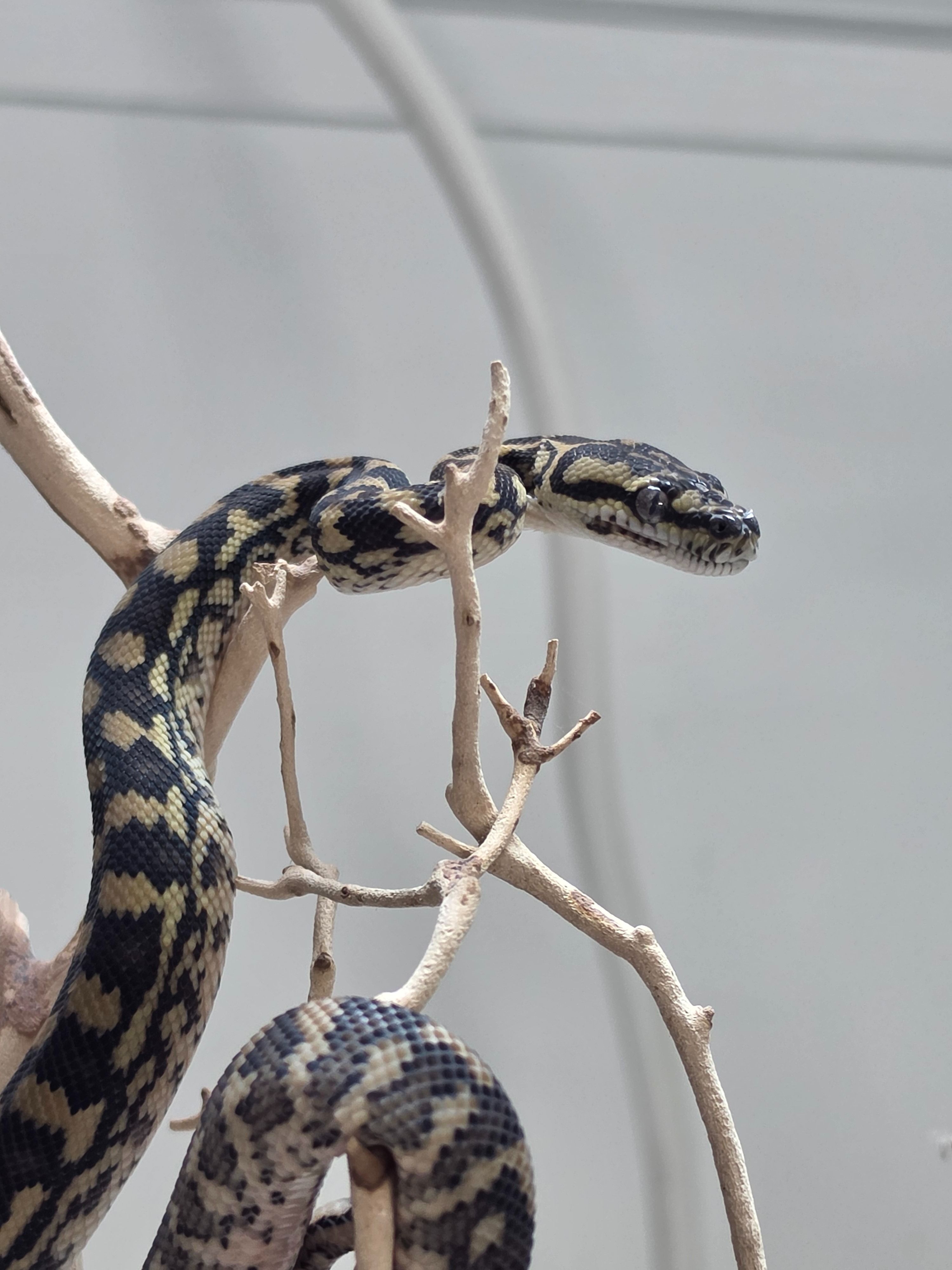 animal image