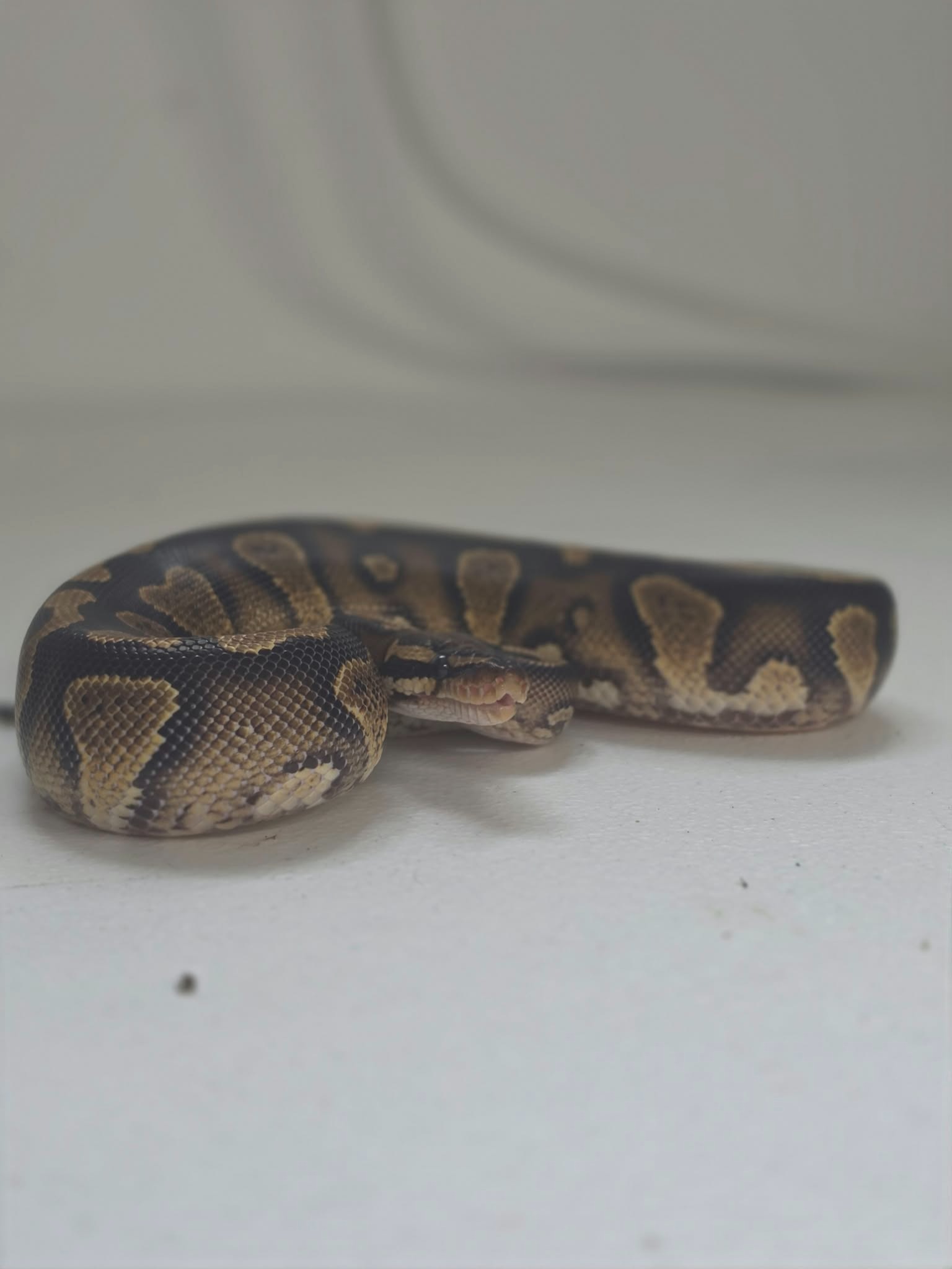 animal image