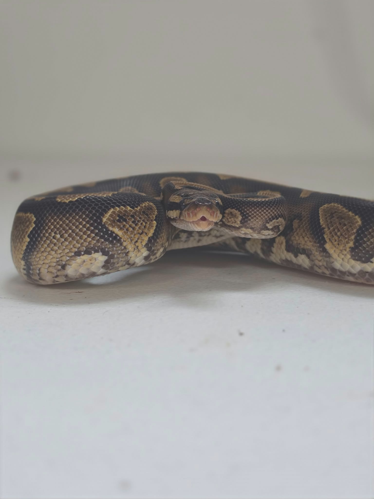 animal image