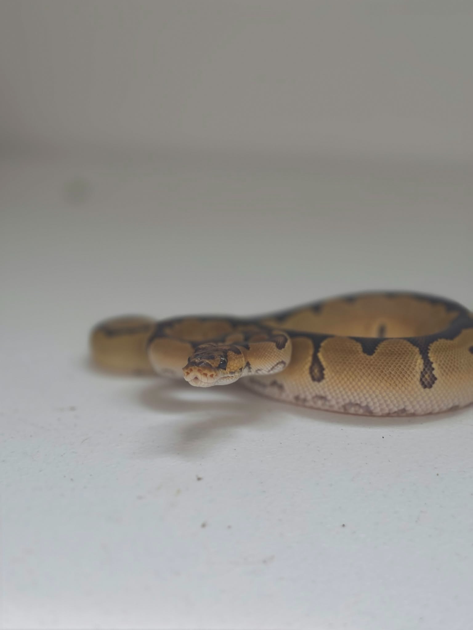 animal image