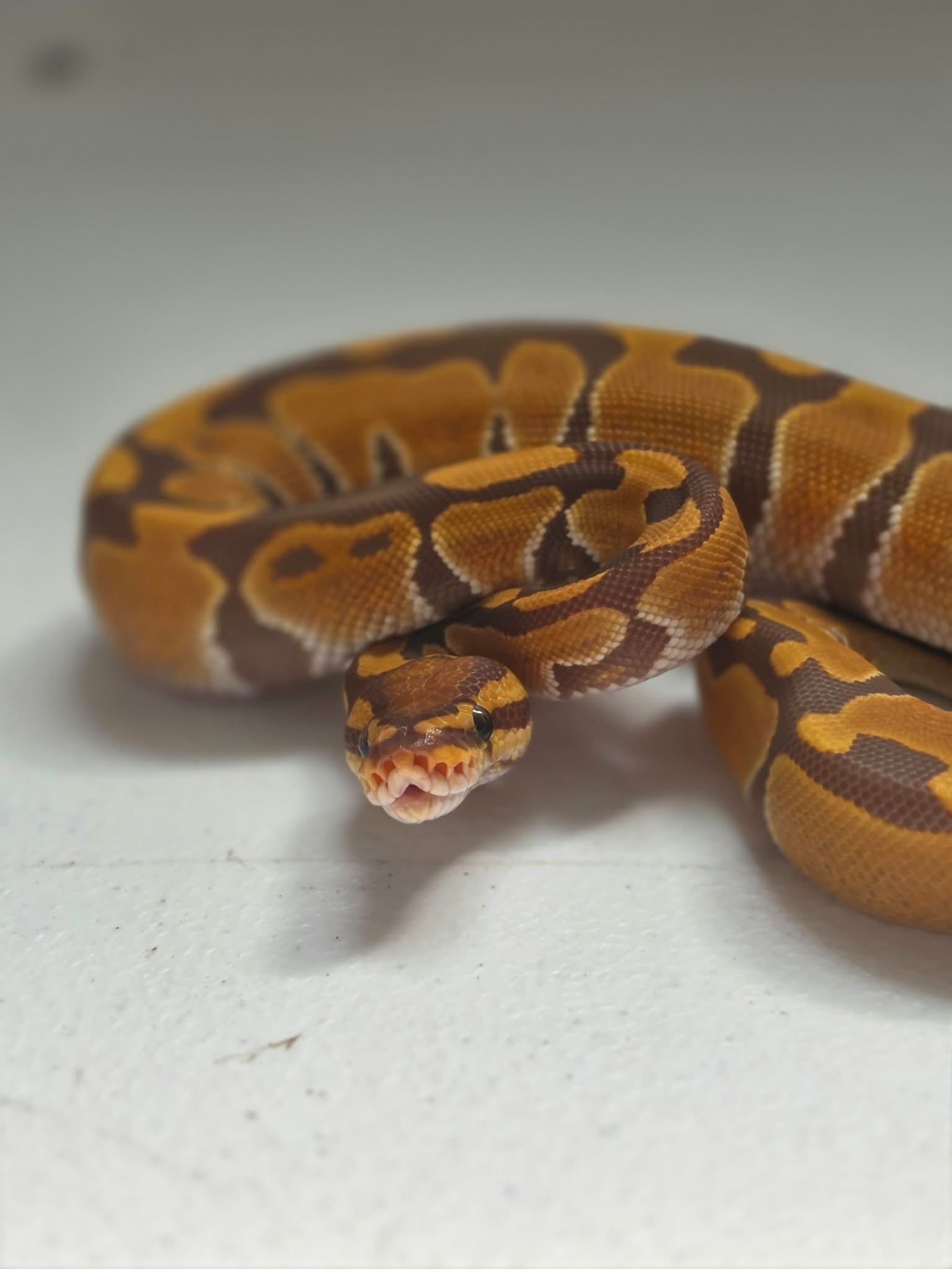 animal image