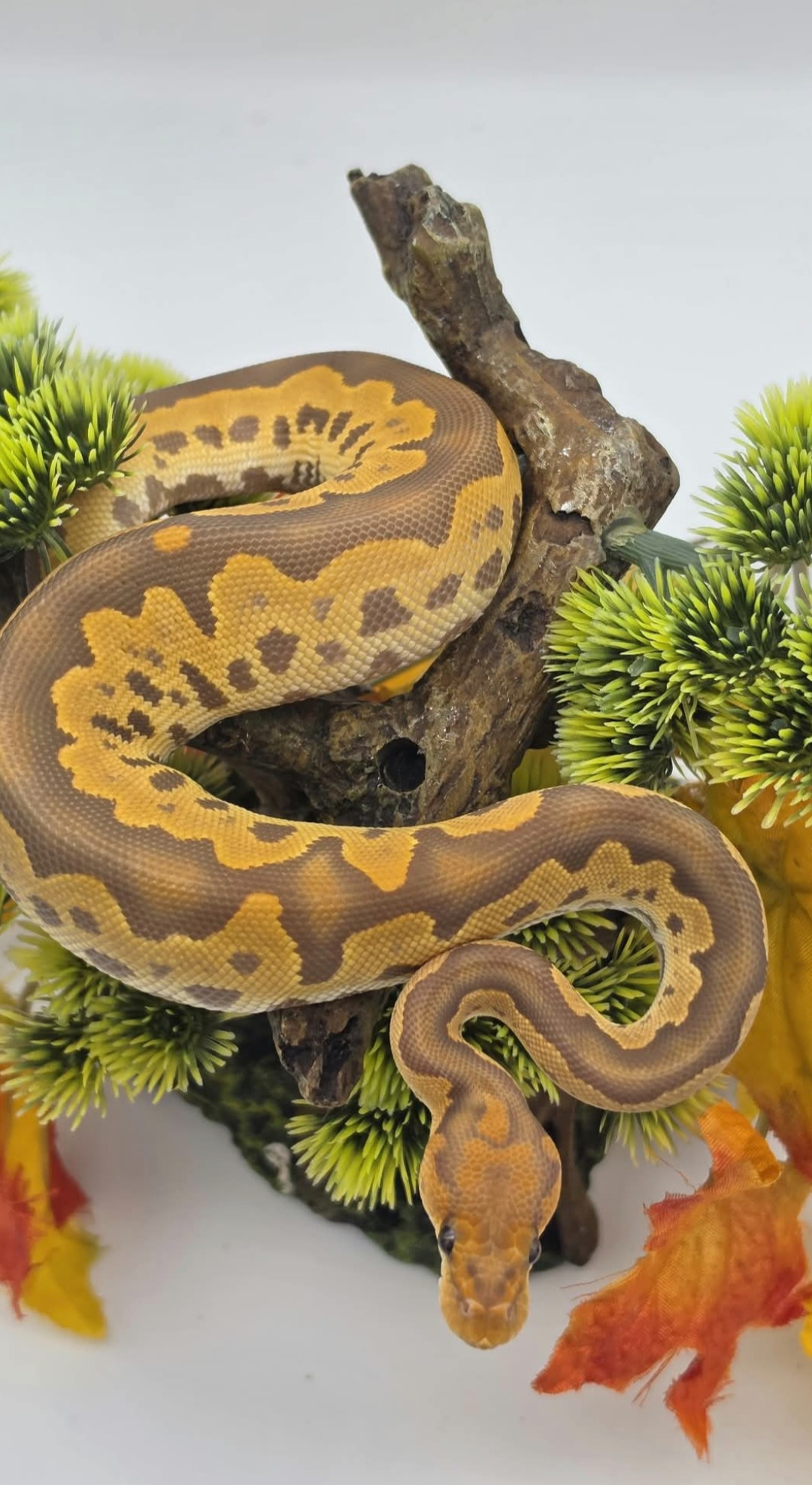 animal image