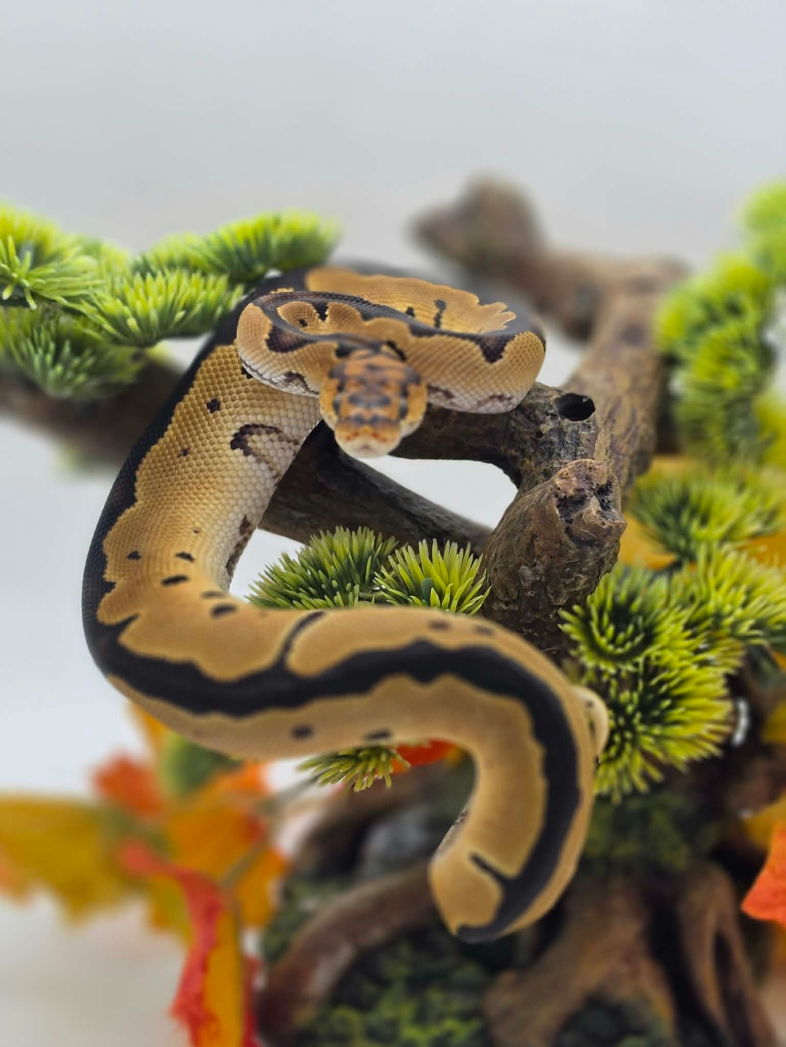 animal image
