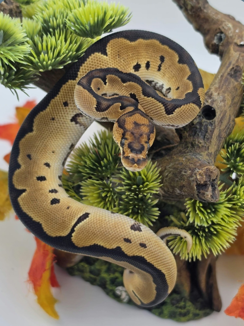 animal image