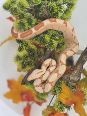 animal image