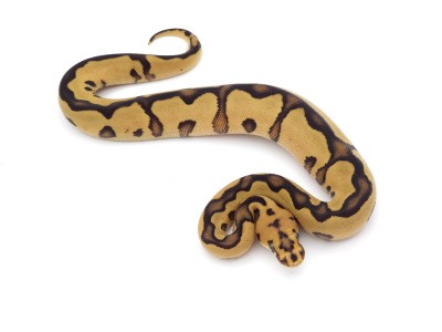 animal image