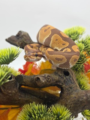 animal image