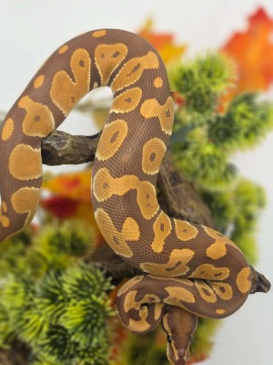 animal image