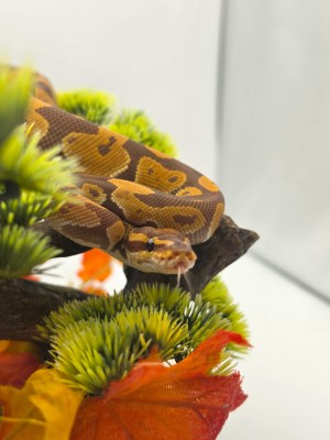 animal image