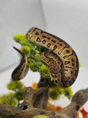 animal image