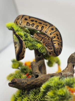 animal image