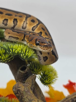 animal image