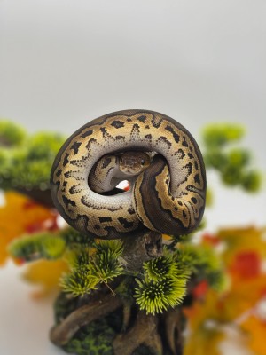animal image
