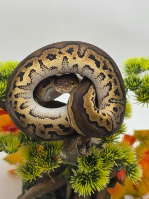 animal image