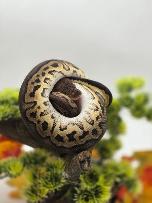 animal image