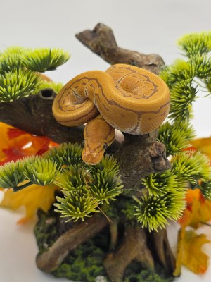 animal image