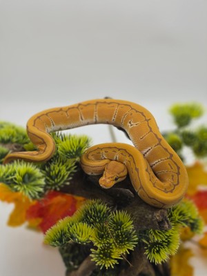animal image