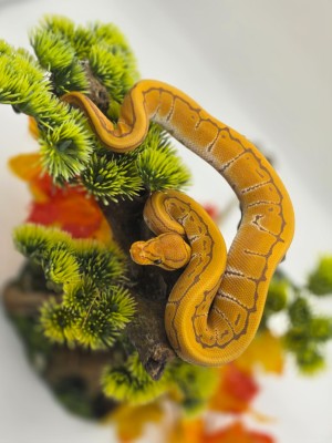 animal image