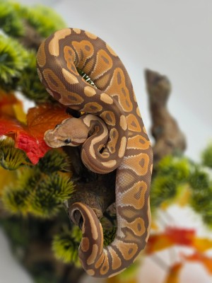 animal image