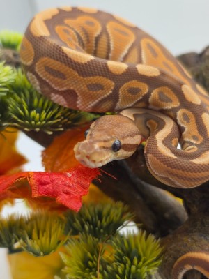 animal image