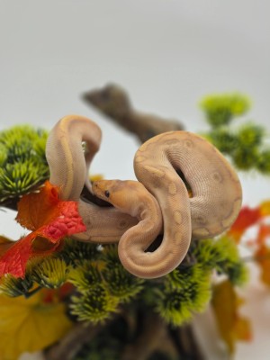 animal image