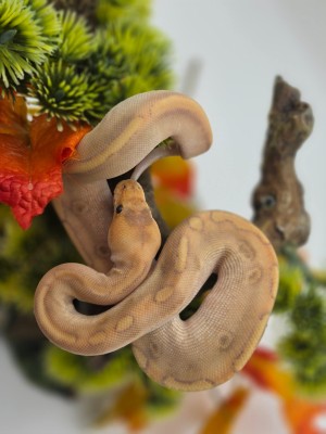 animal image