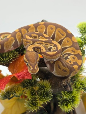 animal image