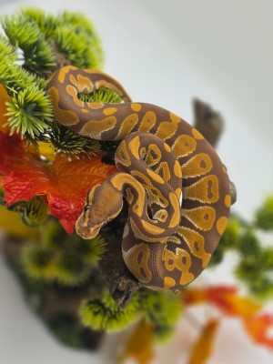 animal image