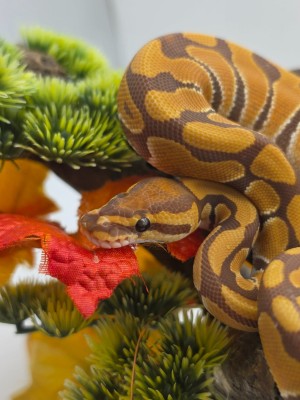 animal image