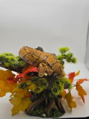 animal image