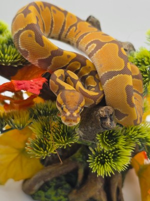 animal image