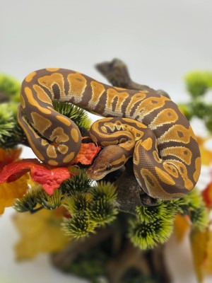 animal image