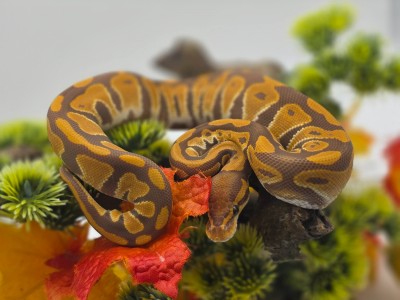 animal image