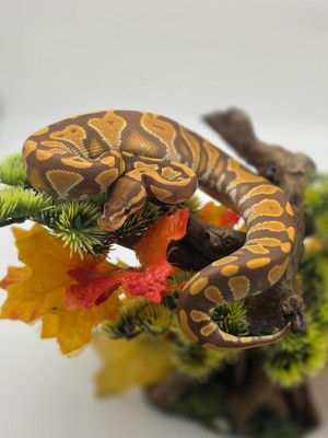 animal image