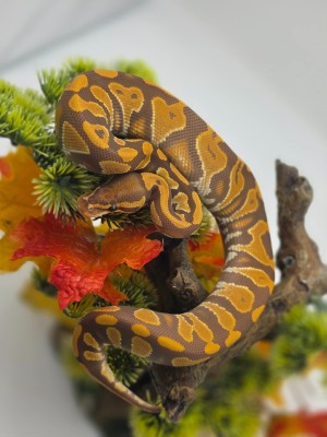 animal image