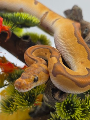 animal image