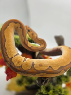 animal image