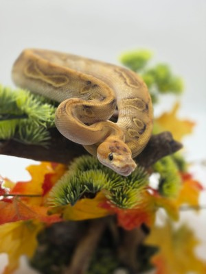 animal image