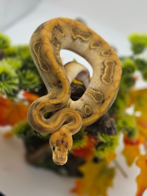 animal image