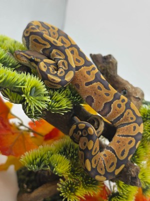 animal image