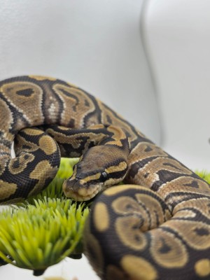 animal image