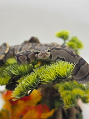animal image