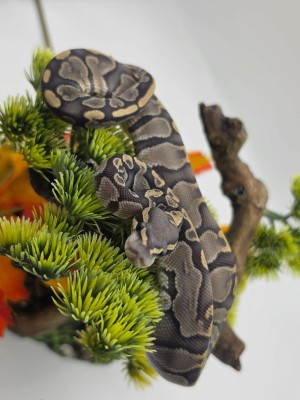 animal image