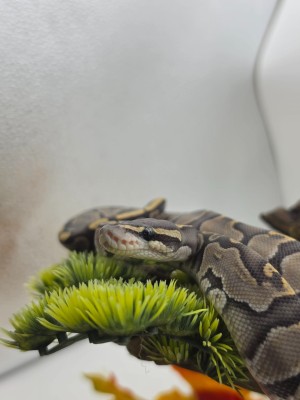 animal image