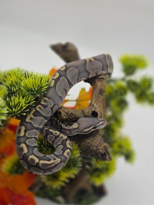 animal image