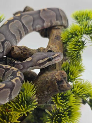 animal image