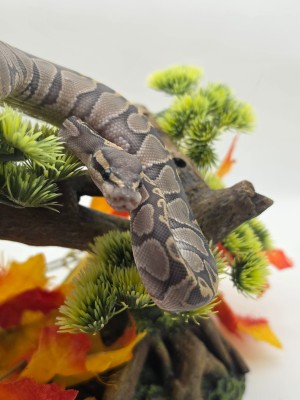 animal image