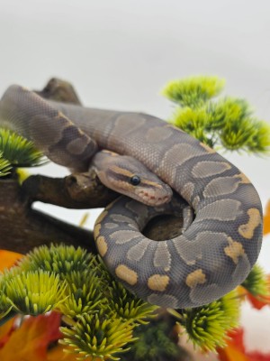 animal image